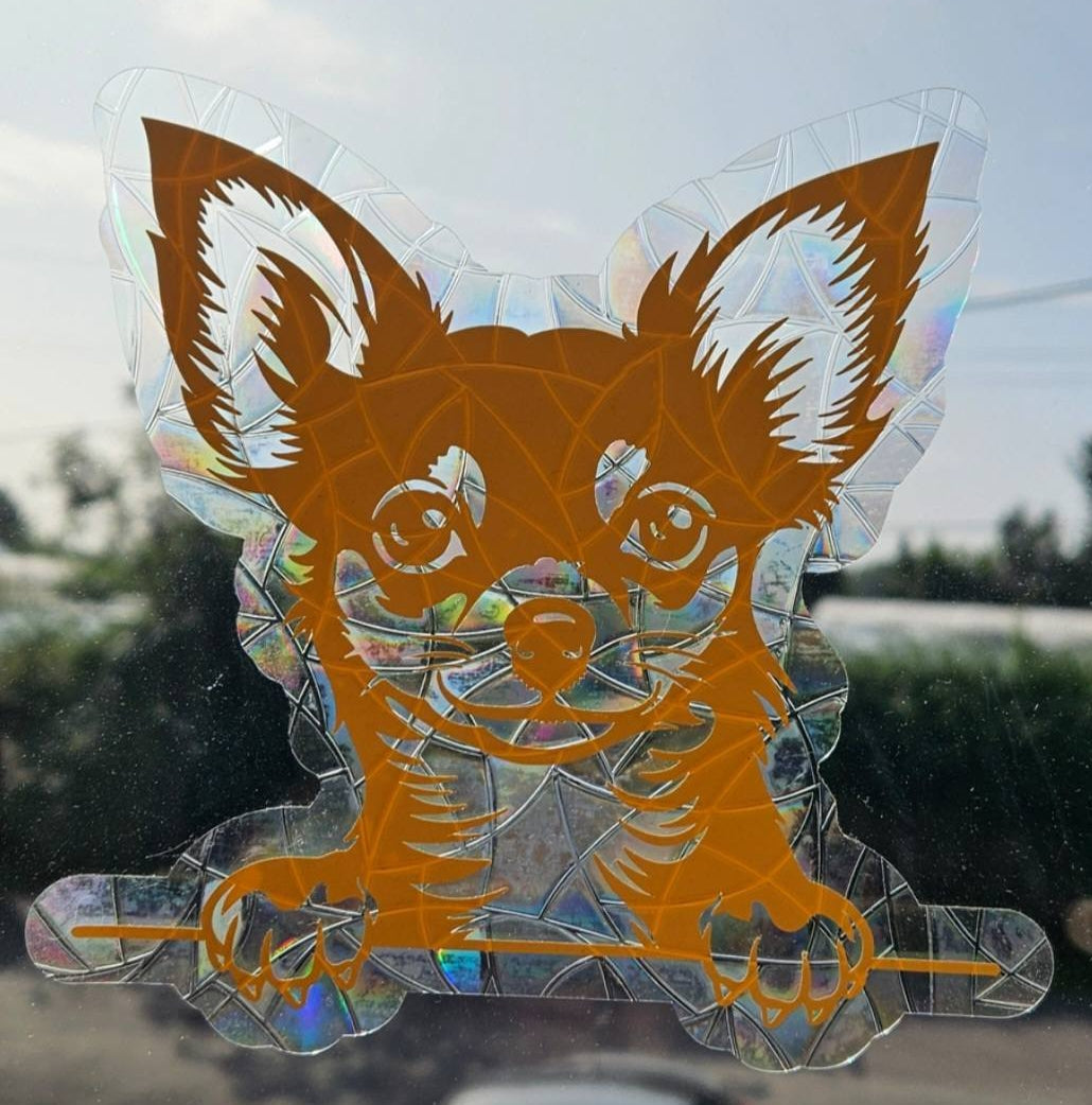Chihuahua regnbue solfanger