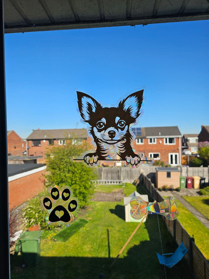 Chihuahua regnbue solfanger